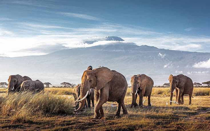 Ουγκάντα: Ελέφαντας ποδοπάτησε και σκότωσε τουρίστα κατά τη διάρκεια σαφάρι