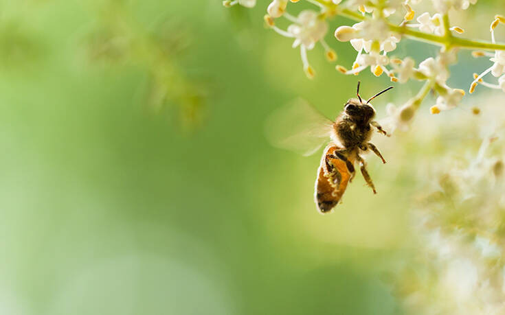 Μέλισσες στην Ολλανδία θα εντοπίζουν τις μολύνσεις κορονοϊού