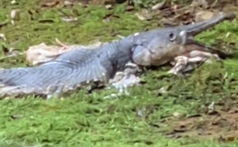 Μυστήριο στη Σιγκαπούρη: Ξεβράστηκε τεράστιο ψάρι που μοιάζει με αλιγάτορα