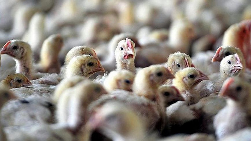 Ινδία: Ξέσπασμα γρίπης των πτηνών με εκατοντάδες κρούσματα