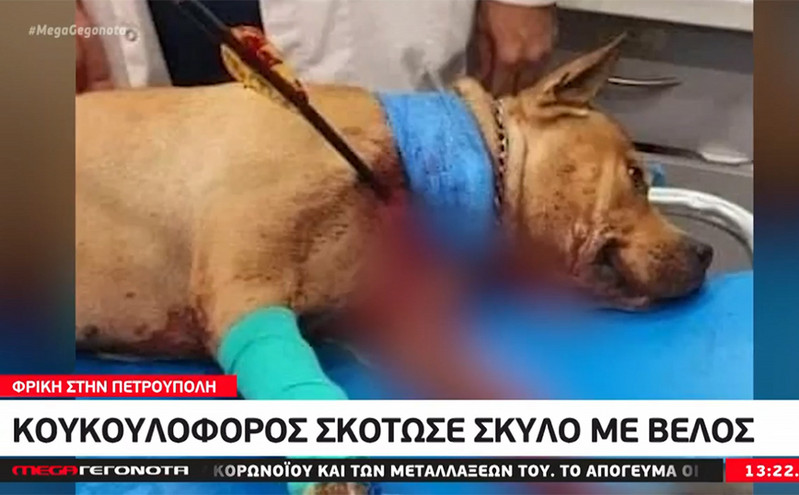 Φρίκη στην Πετρούπολη: Κουκουλοφόρος σκότωσε σκύλο με βέλος