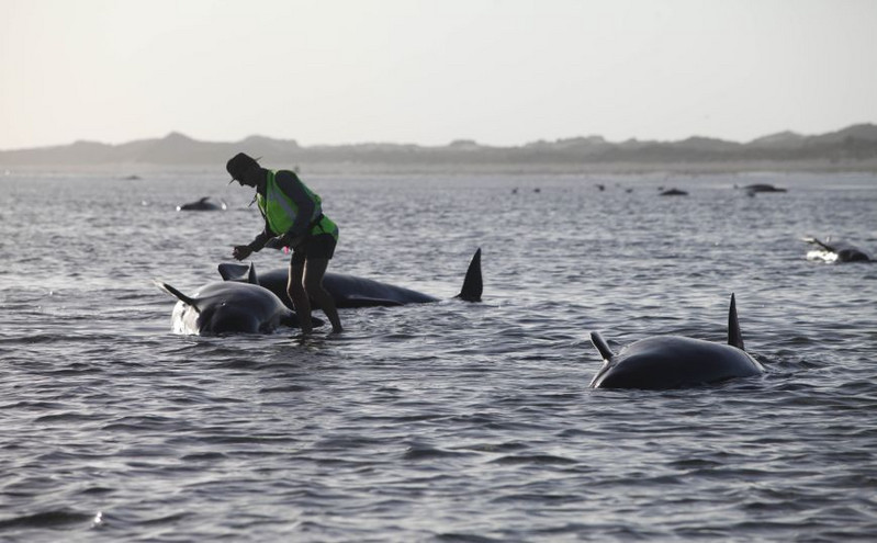 Νέα Ζηλανδία: Δεκάδες φάλαινες-πιλότοι εξώκειλαν σε ακτή, 9 είναι νεκρές