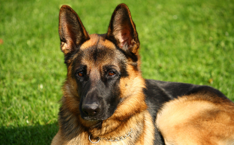 Σκύλος ήρωας: Έσωσε τη ζωή του αφεντικού του μετά από εγκεφαλικό