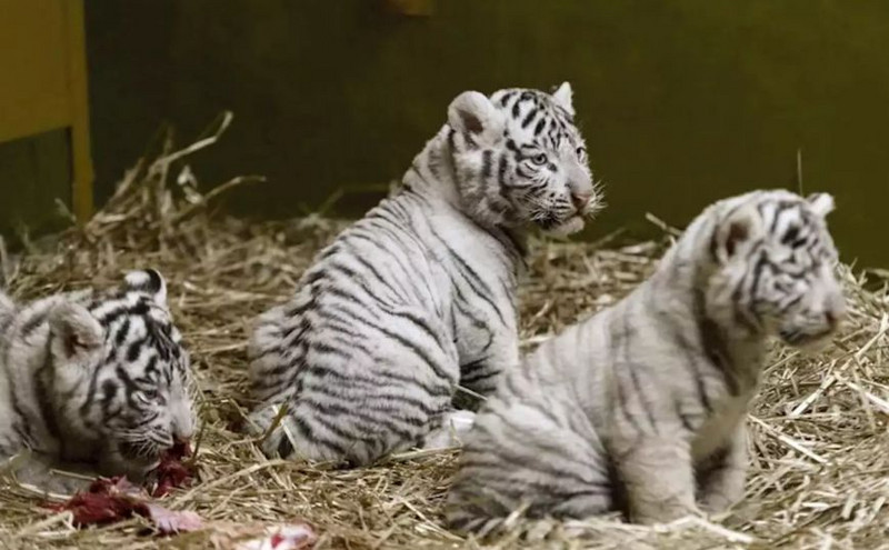 Πακιστάν: Δύο μωρά λευκά τιγράκια πέθαναν σε ζωολογικό πάρκο πιθανότατα από Covid-19