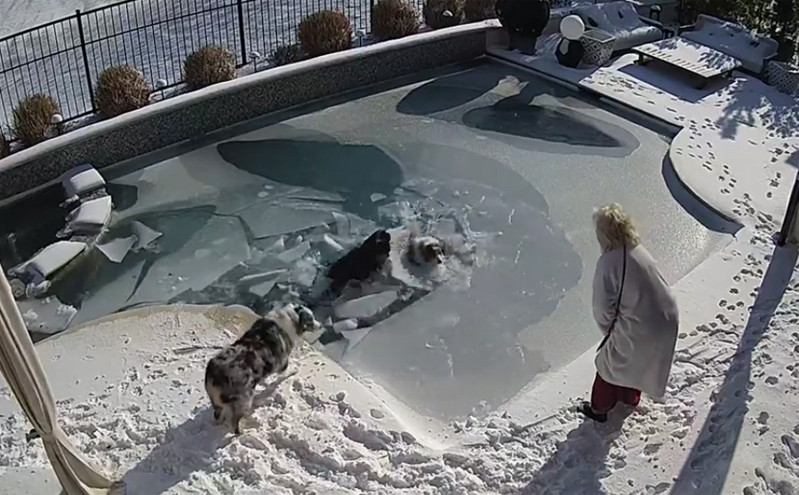 Δραματικό βίντεο: Βούτηξε στην παγωμένη πισίνα για να σώσει τον σκύλο του