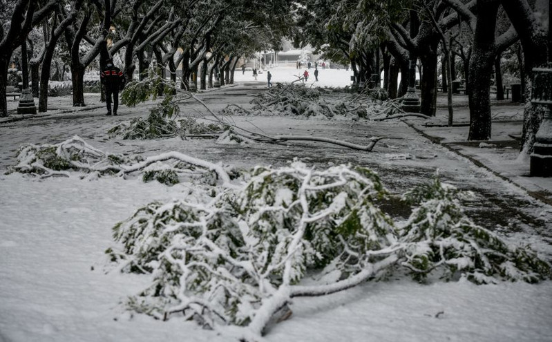 Κακοκαιρία Μήδεια: Πεσμένα δέντρα και κλαδιά στο Χαλάνδρι έφτασαν τους 255 τόνους