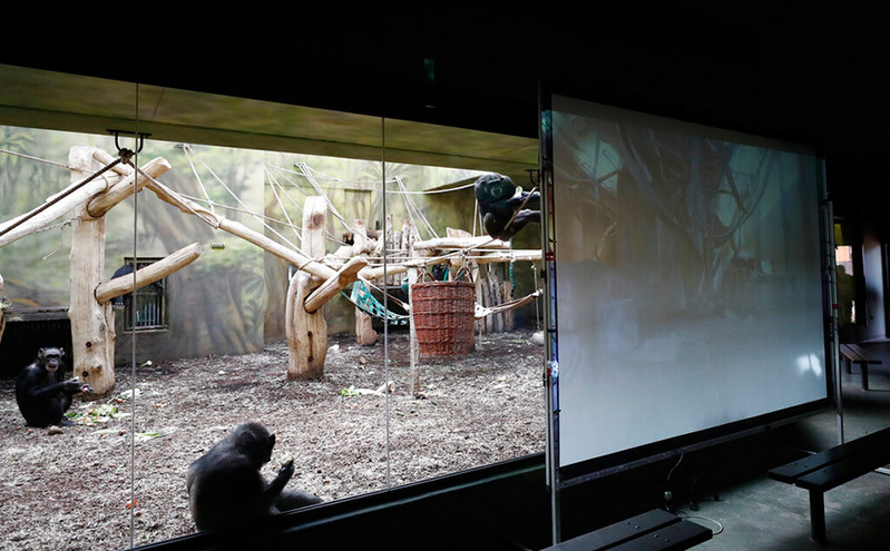 Χιμπατζήδες μαθαίνουν την ανθρώπινη τεχνολογία και επικοινωνούν μέσω&#8230; Zoom