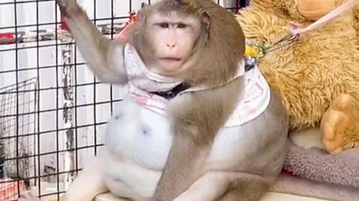 Ταϊλάνδη: Ο πίθηκος που είναι υπέρβαρος επειδή τρώει φαστ φουντ κάθε μέρα