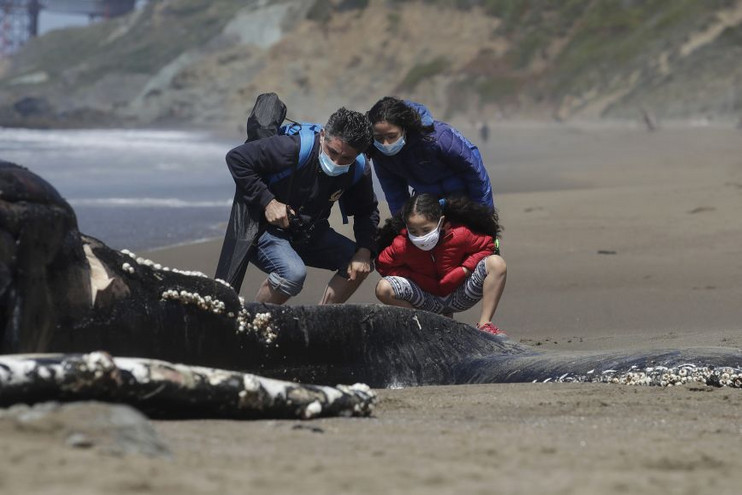Τέσσερις γκρίζες φάλαινες ξεβράστηκαν νεκρές σε παραλίες του Kόλπου του Σαν Φρανσίσκο
