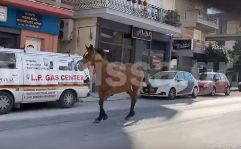 Λάρισα: Άλογο έκανε&#8230; βόλτες στο κέντρο της πόλης
