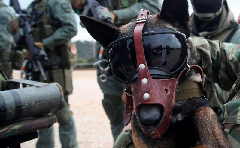 Πολεμική Αεροπορία: Κλήθηκαν για «κατάταξη» 23 στρατιωτικοί σκύλοι