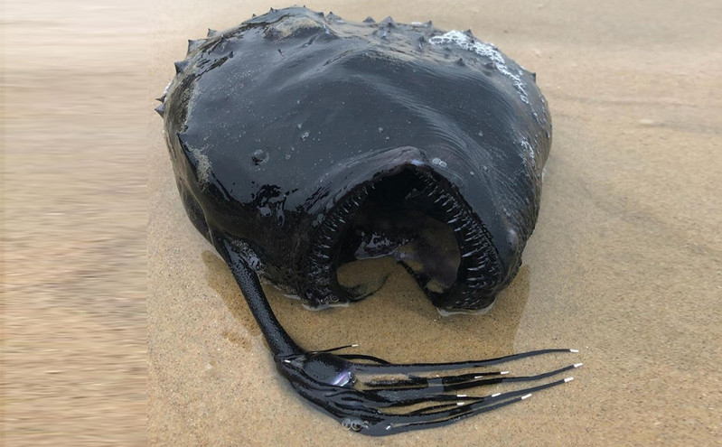 Τρομάζει το «τερατόμορφο» ψάρι που ξεβράστηκε σε παραλία στην Καλιφόρνια