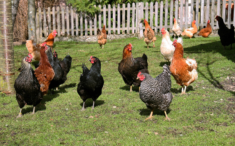 «Μην αγκαλιάζετε τις κότες σας»: Τα κρούσματα σαλμονέλωσης αυξάνονται στις ΗΠΑ και το CDC προειδοποιεί