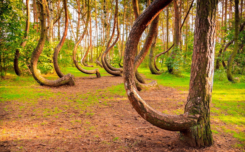 Το άλυτο μυστήριο με το κυρτά πεύκα σε δάσος της Πολωνίας