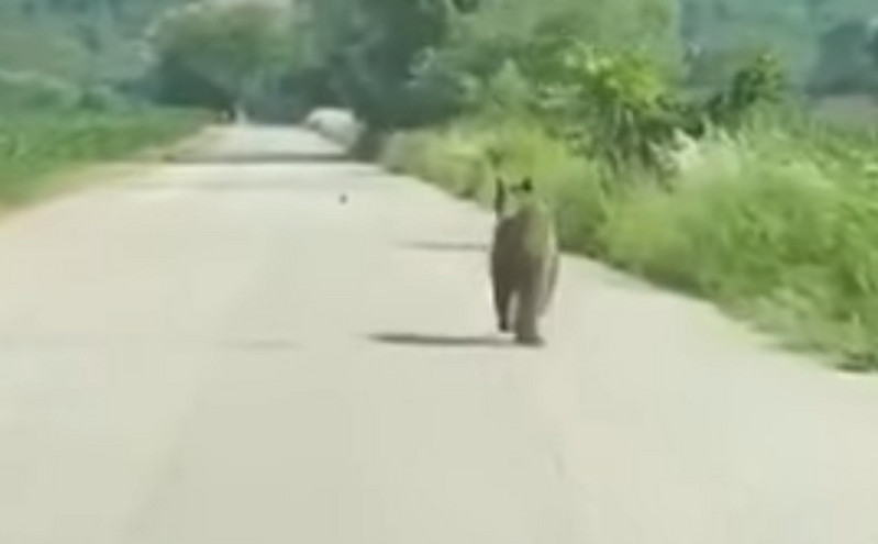 Βίντεο με αρκούδα να τρέχει μπροστά από αυτοκίνητο στα Τρίκαλα