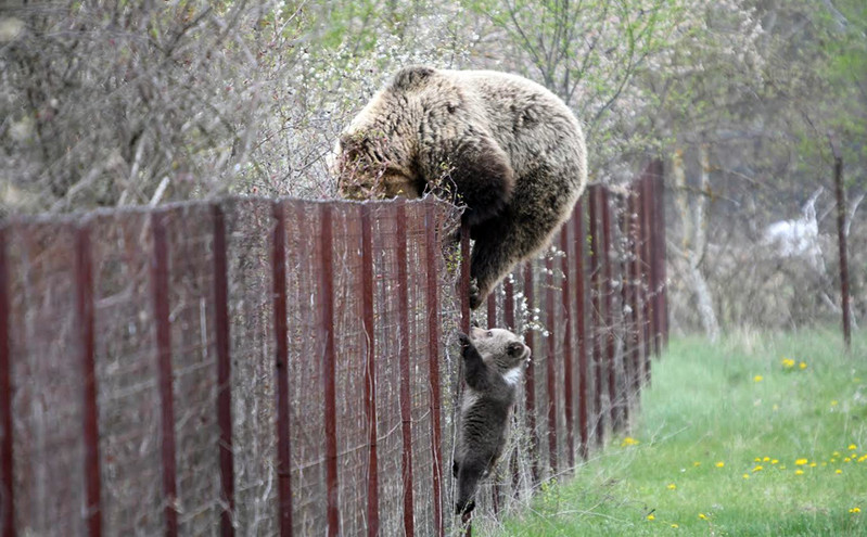 Καστοριά: Αρκούδα πιάστηκε επ΄αυτοφώρω να σκαρφαλώνει φράχτη μαζί με το μωρό της και να «κλέβει» κεράσια