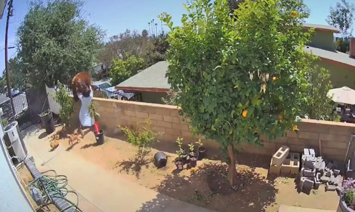 TikTok: Γυναίκα παλεύει με αρκούδα που προσπαθεί να αρπάξει τα σκυλιά της &#8211; Δείτε το βίντεο