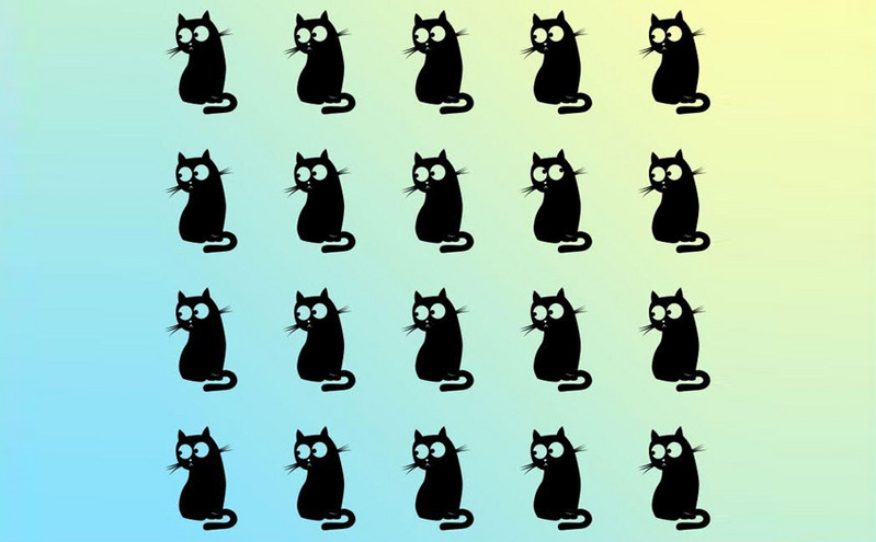 Δύσκολα βρίσκεις την διαφορετική γάτα μέσα σε 15 δευτερόλεπτα