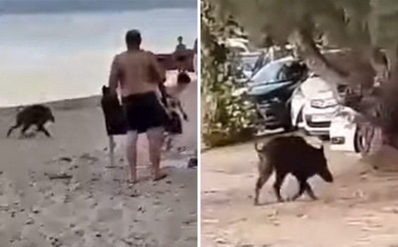 Αγριογούρουνο βουτάει στη θάλασσα και κόβει βόλτες σε παραλία στην Εύβοια