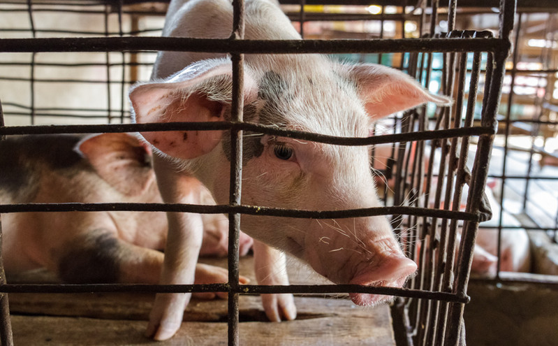 Την απαγόρευση της εκτροφής σε κλουβιά προωθεί η Κομισιόν για ορισμένα ζώα