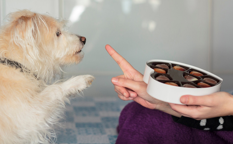 Γιατί τα σκυλιά δεν πρέπει να τρώνε σοκολάτες