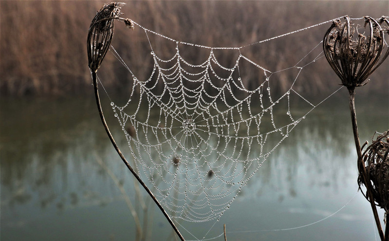 Οι αράχνες πλέκουν τον ιστό τους χαρίζοντας ένα σπάνιο θέαμα &#8211; Δείτε τις φωτογραφίες από τον Πηνειό