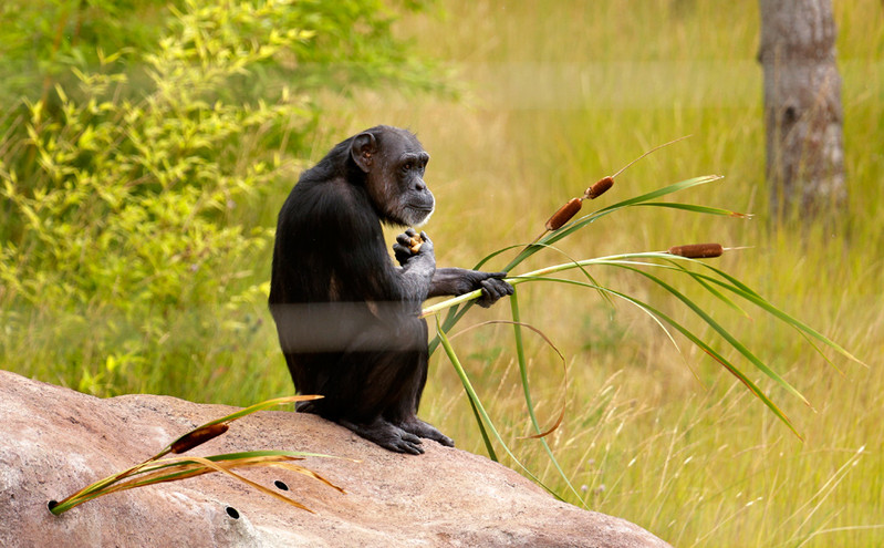 Αττικό Πάρκο: Τα δύο πορίσματα του υπουργείου Περιβάλλοντος για την θανάτωση του χιμπατζή