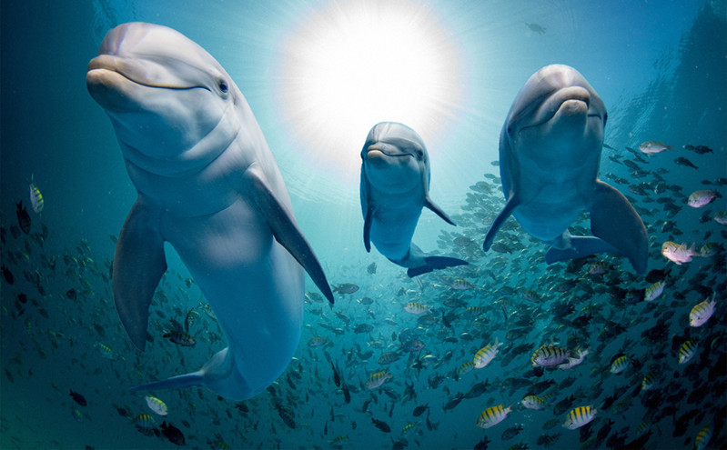 Τα θηλυκά δελφίνια έχουν λειτουργική κλειτορίδα σαν τη γυναικεία που φέρνει ηδονή