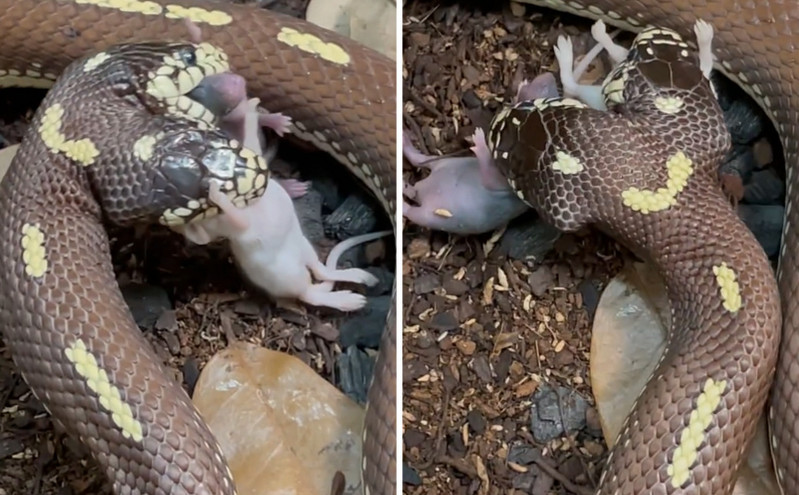 Απίστευτο βίντεο με δικέφαλο φίδι την ώρα που καταβροχθίζει δύο ποντίκια