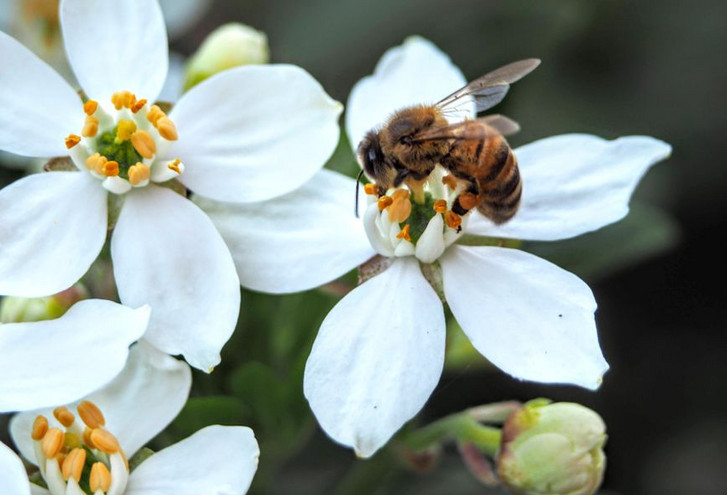 Δυο μέλισσες παίρνουν έναν υπνάκο μέσα σε ένα λουλούδι