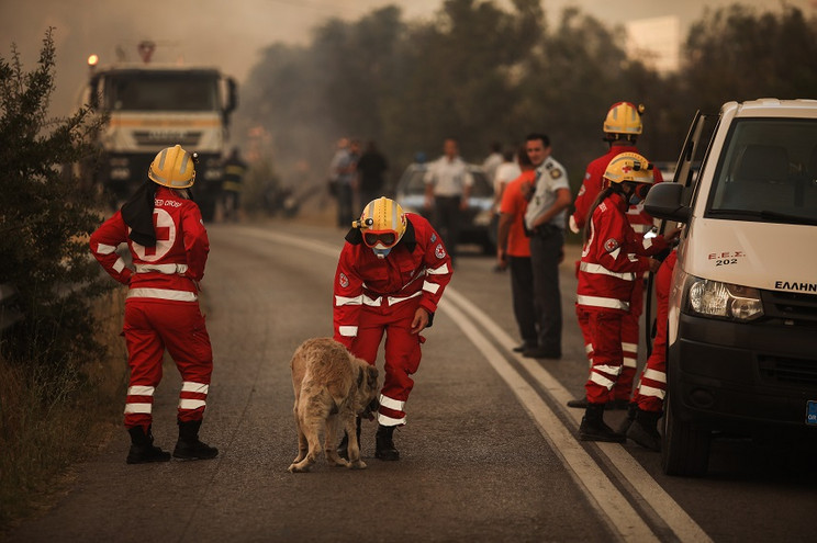 Φωτιά στη Βαρυμπόμπη: Πώς μπορείτε να βοηθήσετε τα ζώα