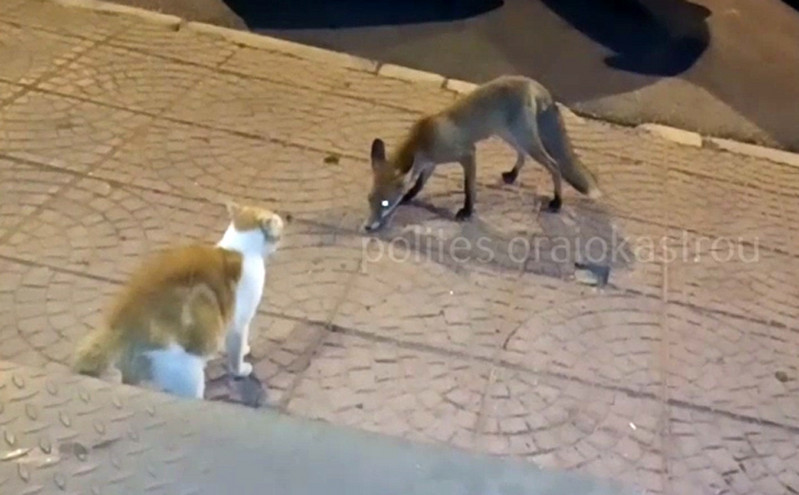 Ωραιόκαστρο: Αλεπού έκοβε βόλτες έξω από μπαρ