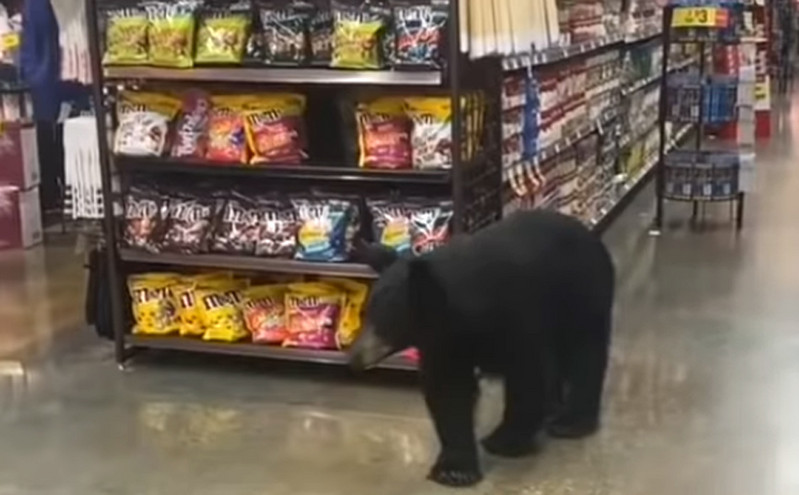 Αρκουδίτσα μπήκε σε σούπερ μάρκετ του Λος Άντζελες και έκοβε βόλτες