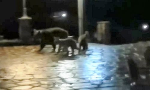 Ζαγόρι: Αρκούδα βγήκε βόλτα τη νύχτα μαζί με τα μικρά της