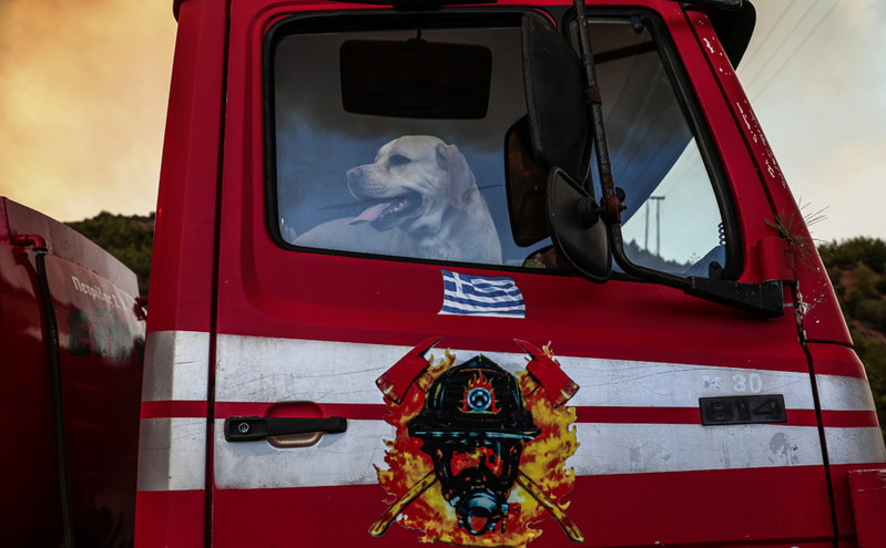 Φωτιές: Παροχή φιλοξενίας ζώων από τον Δήμο Γαλατσίου