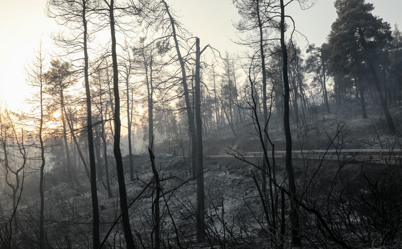 Εύβοια: Το 1/3 των δασών έγινε στάχτη κατά την μεγάλη φωτιά