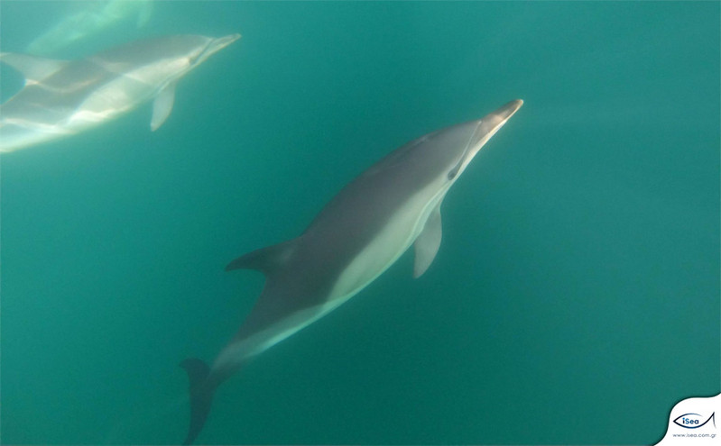 Τα δελφίνια του Θερμαϊκού καταγράφει και μελετά η iSea