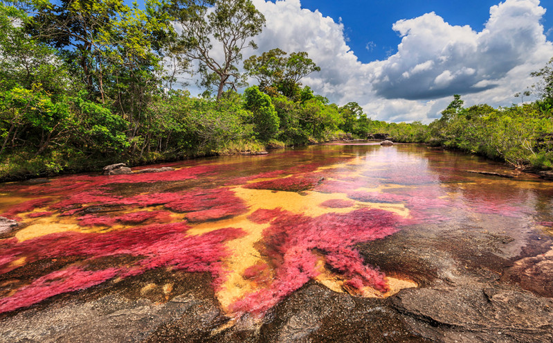 Κολομβία: Απίστευτες εικόνες από τον ποταμό των πέντε χρωμάτων