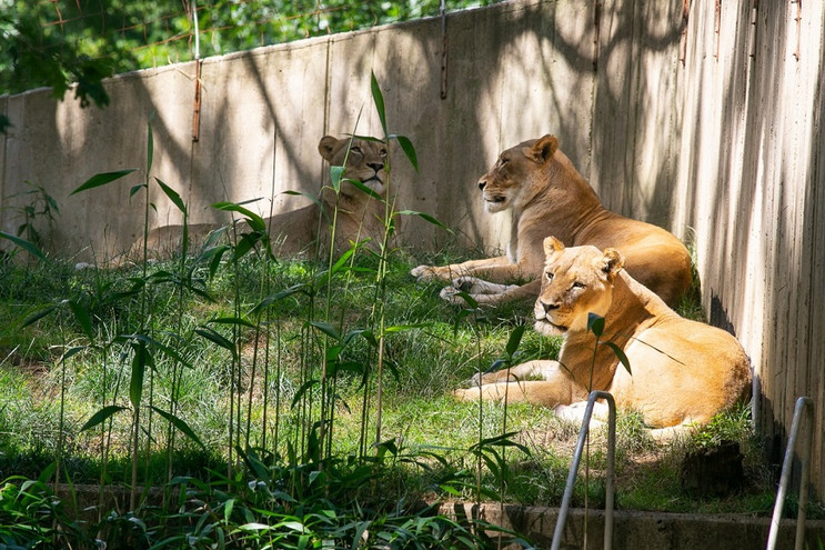 Με κορονοϊό λιοντάρια και τίγρεις σε ζωολογικό κήπο της Ουάσιγκτον &#8211; Εκδήλωσαν βήχα και λήθαργο