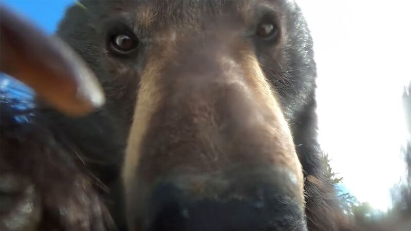 Αρκούδα βρήκε GoPro, την άνοιξε και τράβηξε βίντεο