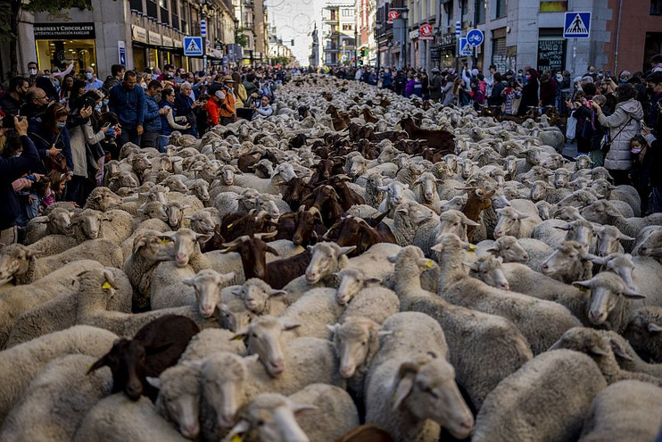 Μαδρίτη: Κυκλοφοριακό στους δρόμους της ισπανικής πρωτεύουσας από&#8230; πρόβατα