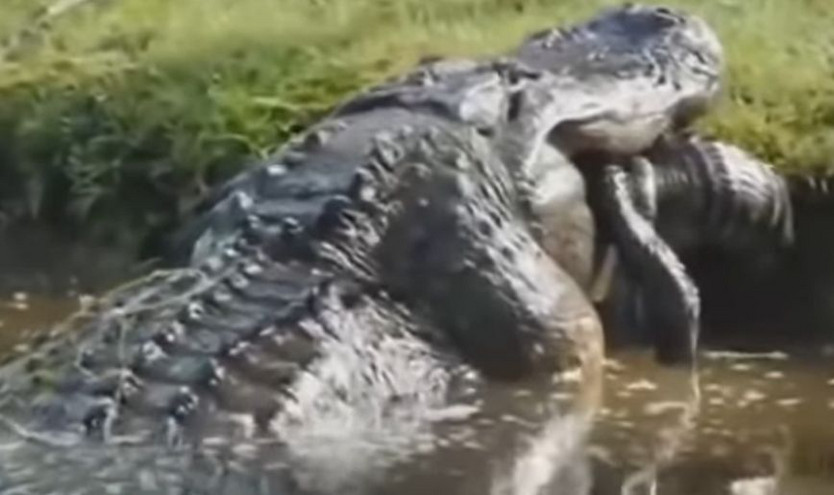 Viral βίντεο: Αλιγάτορας κανίβαλος καταβροχθίζει έναν&#8230; αλιγάτορα σχεδόν 2 μέτρα στην αυλή σπιτιού