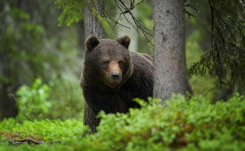 Προσπάθησε να φιλτράρει ούρα αρκούδας για να πιει νερό και έβαλε φωτιά που έκαψε 35 τετραγωνικά χλμ. δάσους