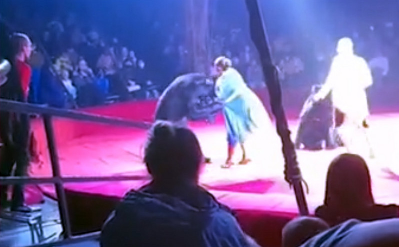 Τρόμος σε τσίρκο στη Ρωσία: Αρκούδα επιτέθηκε σε έγκυο θηριοδαμαστή
