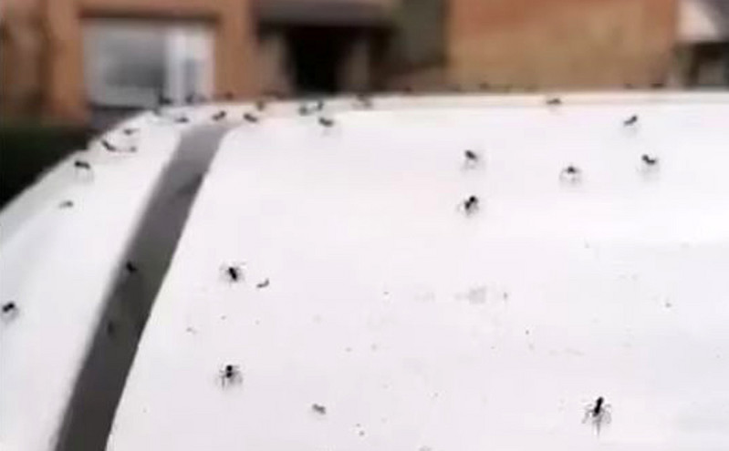 Χιλιάδες αράχνες κόβουν βόλτες σε αυτοκίνητα και εξωτερικές επιφάνειες &#8211; Δείτε το ανατριχιαστικό βίντεο