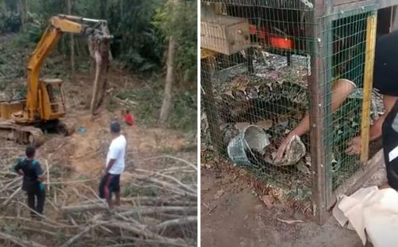 Επιστράτευσαν γερανό για να μετακινήσουν γιγάντιο φίδι 3 μέτρων από τροπικό δάσος