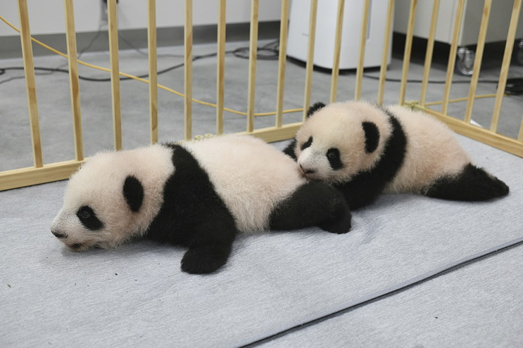 Δίδυμα πάντα στο ζωολογικό κήπο του Τόκιο έλαβαν τα ονόματά τους – Xiao Xiao για το αρσενικό και Lei Lei για το θηλυκό