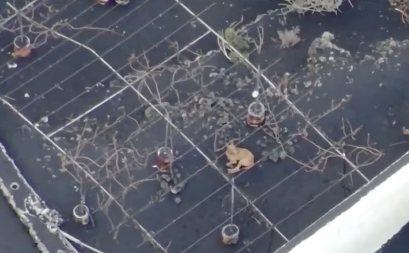 Απίστευτες εικόνες στη Λα Πάλμα: Drones κρατούν στη ζωή εγκαταλελειμμένα σκυλιά