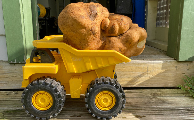 Μια πατάτα για ρεκόρ Γκίνες: Ζευγάρι ξέθαψε από τον κήπο του το λαχανικό που ζυγίζει 7,9 κιλά
