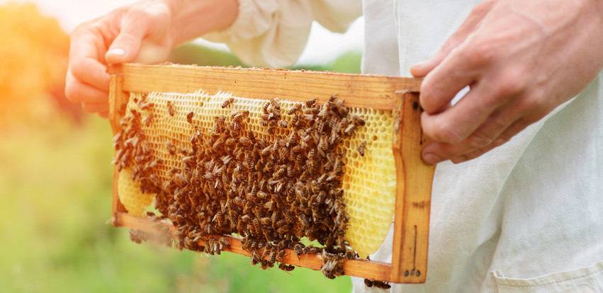 Χάνουμε τις μέλισσες και το μέλι τους: Τι σημαίνει αυτό για το περιβάλλον και την ζωή μας